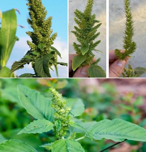 El Poder Oculto del Amaranto: Nutrición y Remedios Naturales