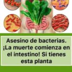 Espinaca: El Asesino de Bacterias Que Mejora Tu Salud Intestinal