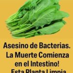 Cómo usar la espinaca para eliminar parásitos y bacterias del intestino