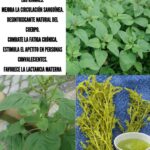 Usos Medicinales del Bledo: La Planta que Podrías Estar Desperdiciando en Tu Jardín