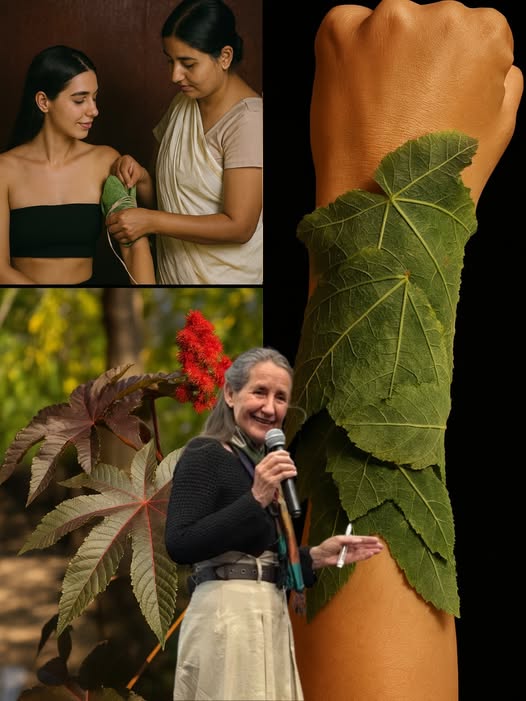 Hojas de plantas medicinales