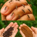 Receta Secreta para Mantener a los Mosquitos e Insectos Lejos de Tu Hogar