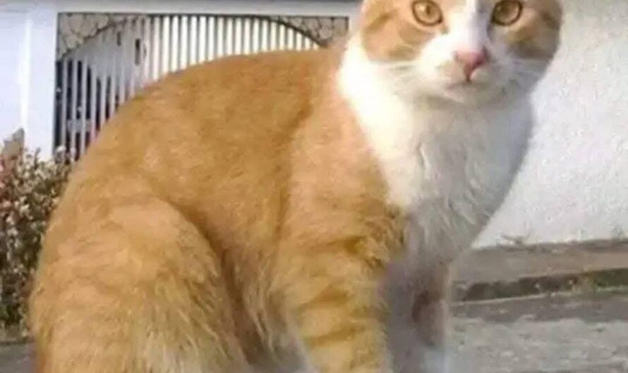 Significado Espiritual de que se te Acerque un Gato Blanco con Amarillo: ¿Mensaje del Universo?