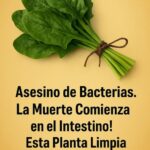 Espinacas: El Asesino de Bacterias que Limpia tu Intestino y Hígado