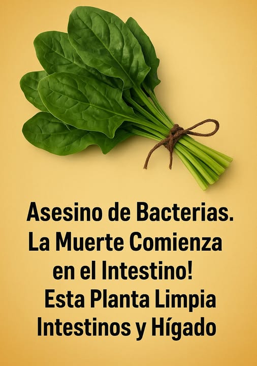 Espinacas frescas