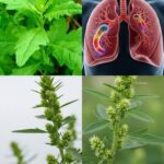 Usos y Beneficios del Epazote para Tu Salud