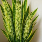 Cómo Hacer Florecer la Planta Lengua de Suegra: Trucos y Beneficios de la Sansevieria Trifasciata