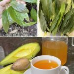 Hojas de Aguacate: El Secreto Saludable que No Conocías