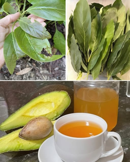 Hojas de Aguacate y Té