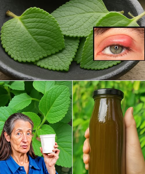 Epazote y remedios naturales para la salud ocular