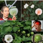 El Estramonio: Una Planta Común con Riesgos Ocultos