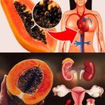 19 Increíbles Beneficios para la Salud de las Semillas de Papaya para el Hígado, el Intestino y los Riñones