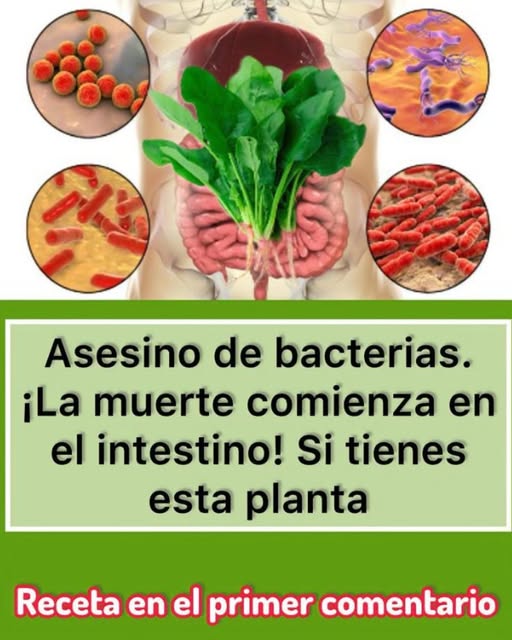 Espinaca, el asesino de bacterias