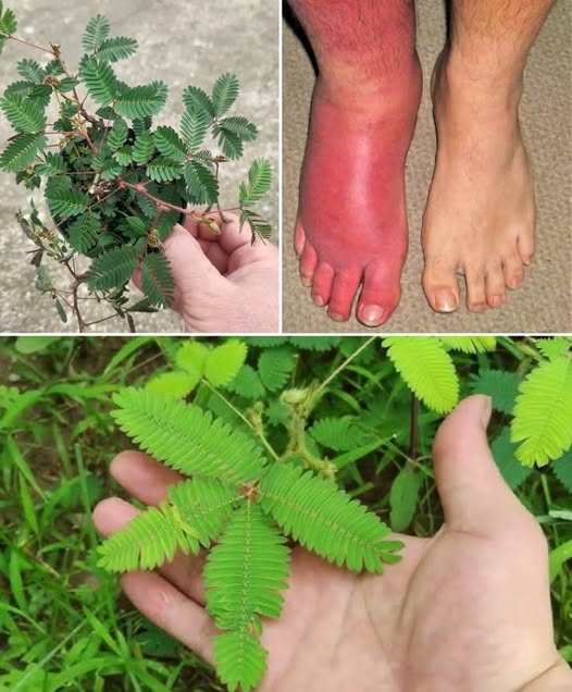 Mimosa pudica y uso en remedios naturales