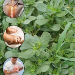 Verdolaga: El Superalimento que Sabe Mejor que la Carne