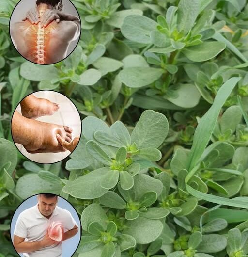 Verdolaga: El Superalimento que Sabe Mejor que la Carne