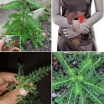 Chanca Piedra: La Planta Milagrosa para la Salud Renal