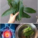 Beneficios de las Hojas de Mango para la Salud: Un Tesoro Natural