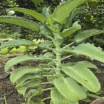 Descubre los Secretos de la Kalanchoe: Una Planta Sanadora en Casa
