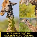 La Jirafa Triste: Un Llamado a la Conciencia sobre la Fauna y la Conservación