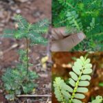 Descubre los Beneficios de la Planta Dormilona: Mimosa Pudica