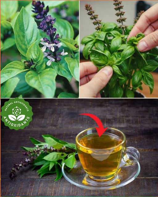 Té de Albahaca