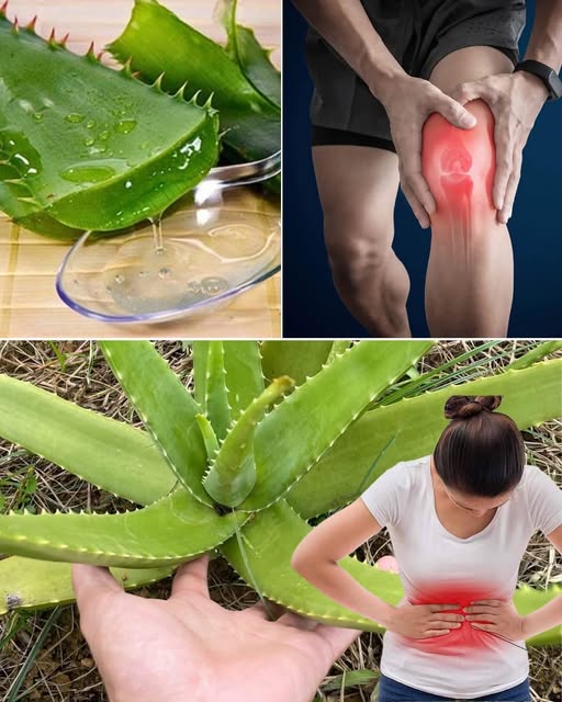 Aloe Vera