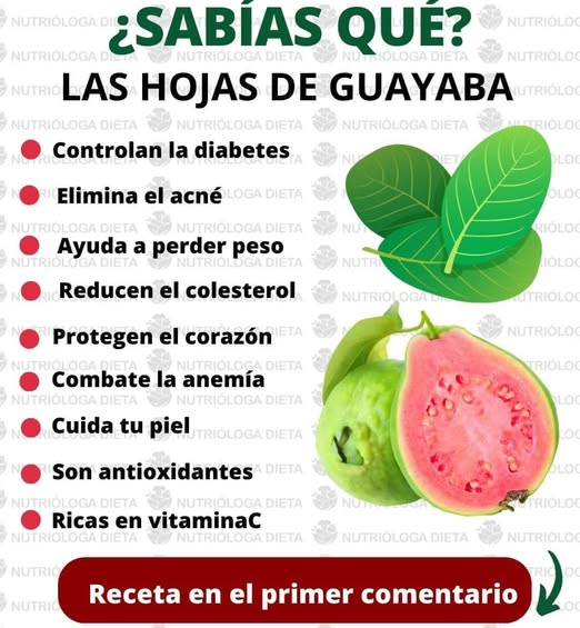 Hojas de Guayaba