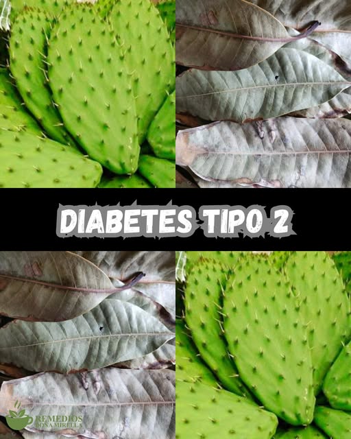 Infusión de nopal y guanábana para diabetes