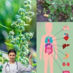 El Poder Oculto del Cuarto del Cordero: Remedios Naturales para tu Salud