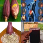 7 Asombrosos Beneficios de las Flores de Plátano para la Salud de Personas de Mediana Edad y Ancianos
