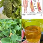 Beneficios de la Guanábana y el Orégano Ancho para Tu Salud
