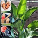 Los Incontables Beneficios del Kalanchoe: La Planta que Transformará tu Salud