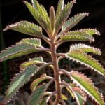 Kalanchoe: El Tesoro Verde en Tu Hogar