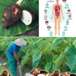 Descubre los Poderosos Beneficios de la Raíz de Taro para Tu Salud