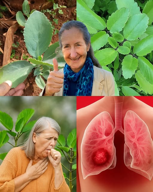 Kalanchoe y sus propiedades medicinales