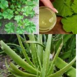 Recupera Tu Belleza Natural con Malva y Aloe Vera: Remedios Caseros
