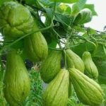 Descubre Cómo María Venció la Diabetes Tipo 2 con Chayote: Un Recorrido Saludable