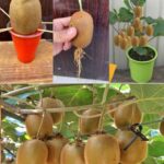 Cultivar Árboles de Kiwi en Casa: Una Guía para el Cultivo en Macetas
