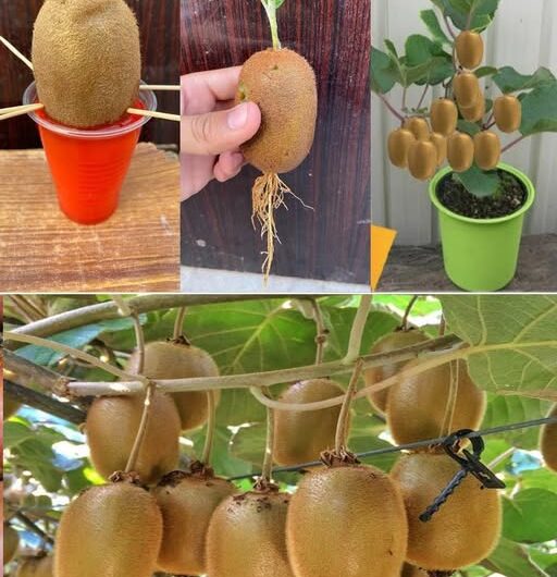Cultivar Árboles de Kiwi en Casa: Una Guía para el Cultivo en Macetas