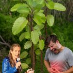 Kalanchoe Pinnata: La Hoja Milagrosa que Deberías Cultivar (13 Beneficios para la Salud)