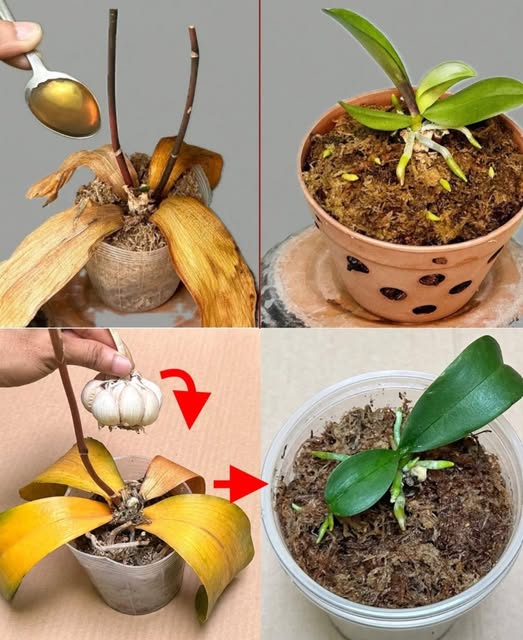 Proceso de Recuperación de Orquídeas