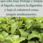 La Hierba Más Poderosa para la Salud del Hígado y Más