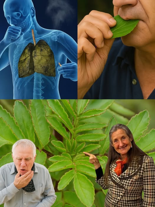 Bryophyllum