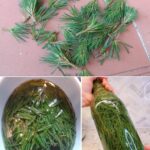 Las Maravillas del Pino: Preparando un Extracto Natural para la Salud