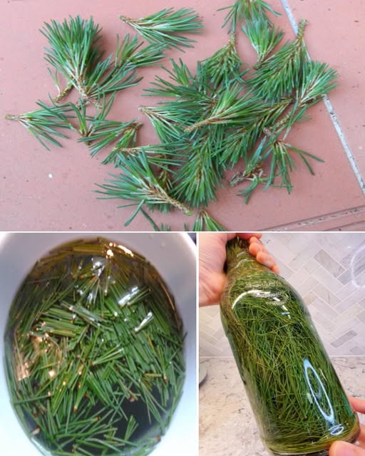 Proceso de preparación de extracto de pino