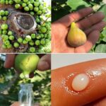 La Savia de Higuera: Un Elixir Natural de Invaluable Valor