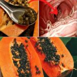 Los Poderosos Beneficios de las Semillas de Papaya: Un Remedio Natural para tu Salud