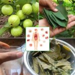 Las Poderosas Propiedades de las Hojas de Guayaba: Beneficios para la Salud que No Conocías