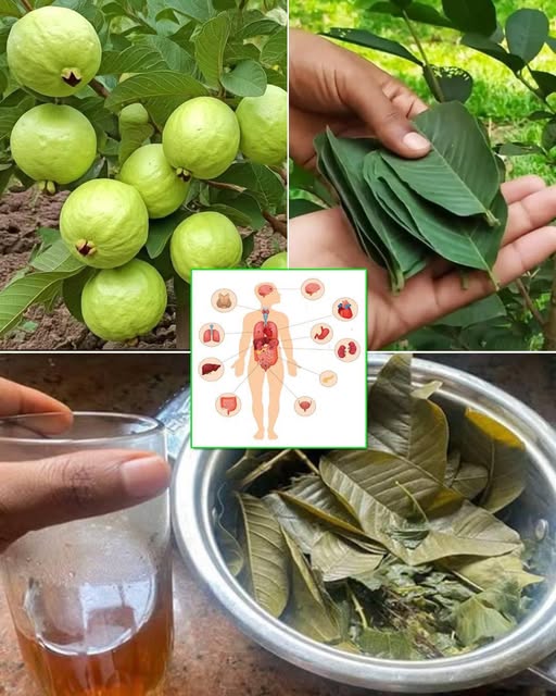 Hojas de guayaba y sus beneficios para la salud